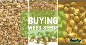What to know before buying weed seeds.