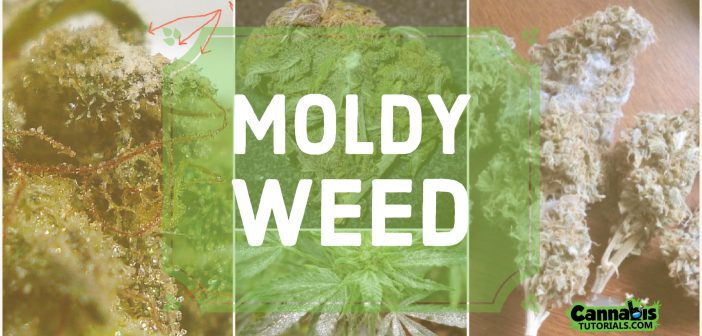 How to prevent moldy weed