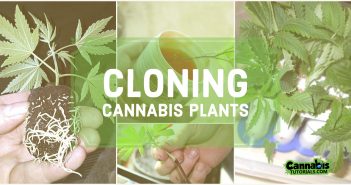 How to clone cannabis plants
