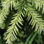 Pinene