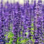 Linalool