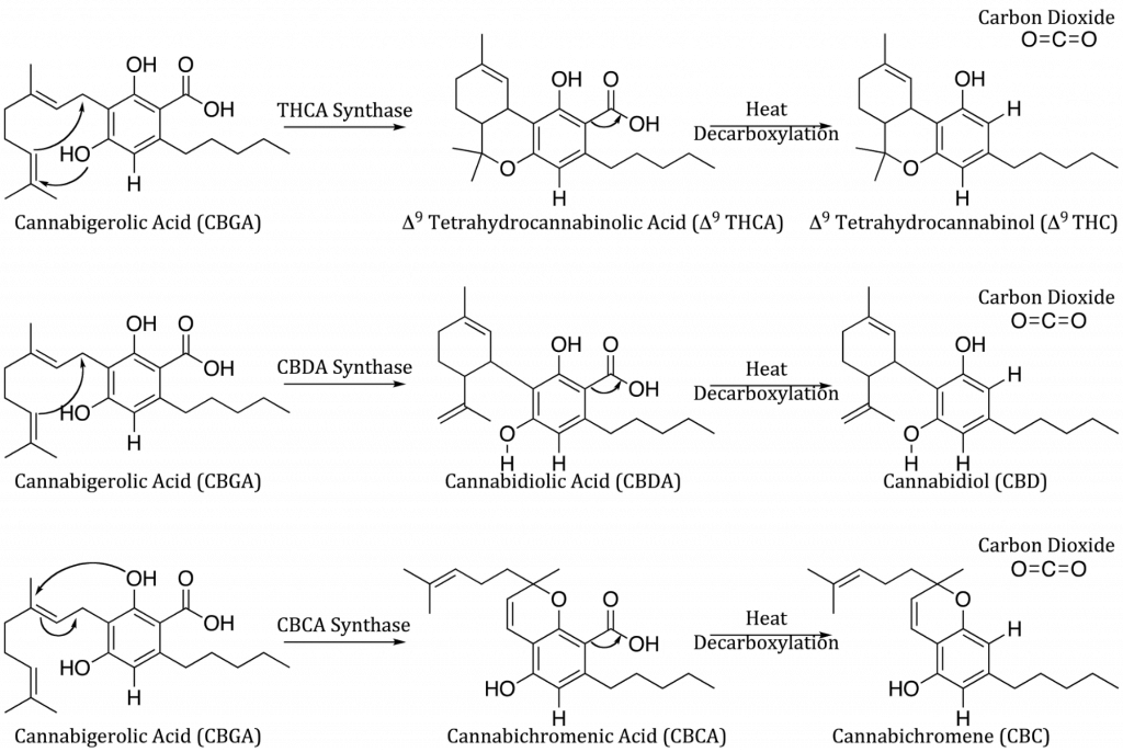 Life of Cannabinoids