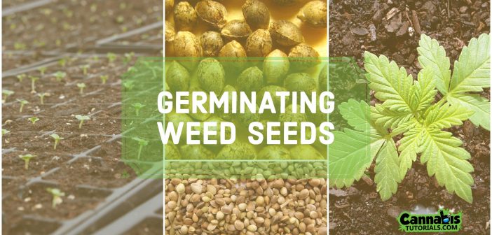 Germinating weed seeds