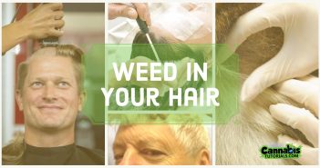 Can weed be traced in your hair
