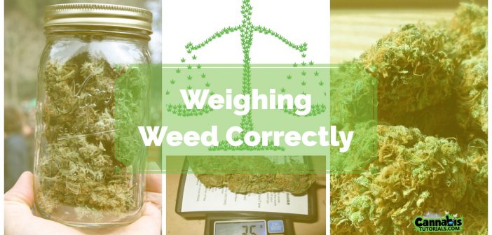 How to properly weigh weed