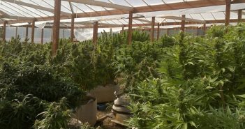 Cannabis farm house