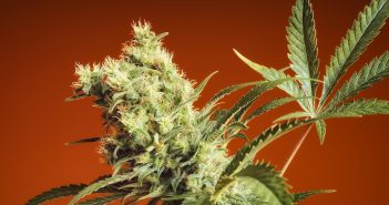 Cannabis plant bud nebula