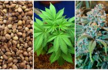Cannabis plants in vermont