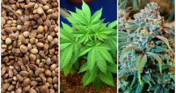 Cannabis plants in vermont