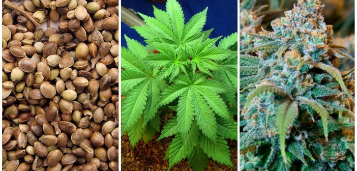 Cannabis plants in vermont