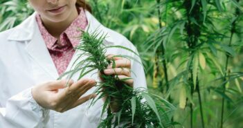 best cannabis strains