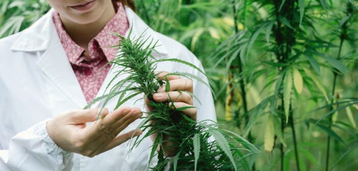 best cannabis strains