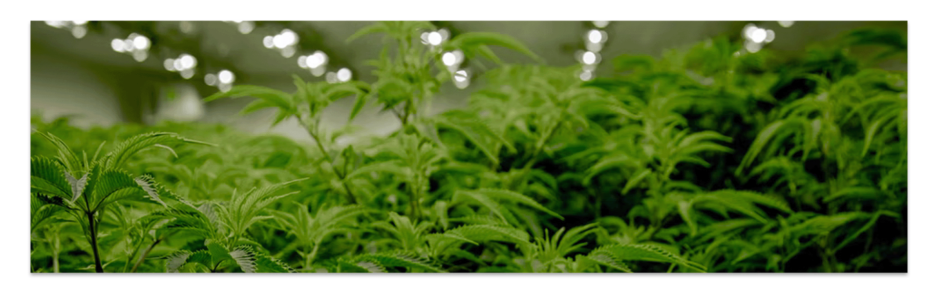 can you be allergic to weed plants
