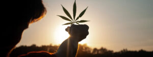 Marijuana plant for ptsd aid