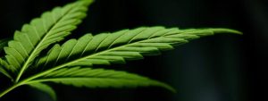 does amazon drug test for weed cannabis