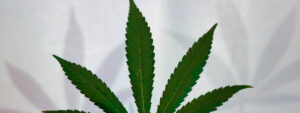 does weed have calories