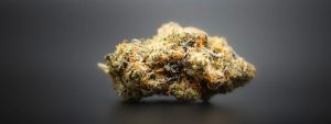 strain of cannabis for nausea