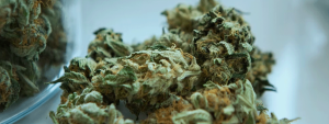 cold weed nug