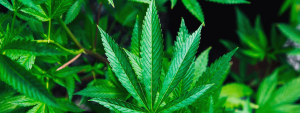 weed plant in a garden