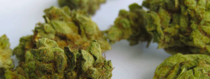 how long does weed stay good weed plants