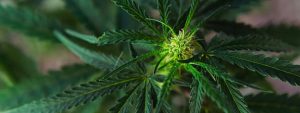 how long does weed stay in your body thc