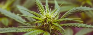 how long does weed stay in your body weed