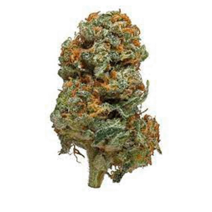 7 Of 9 weed strain