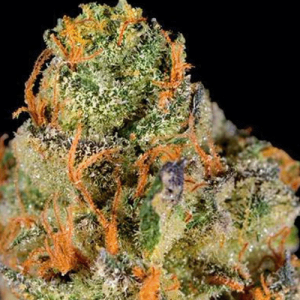 weed-strains-Hashberry