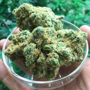 weed-strains-White Dream