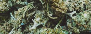 best weed for stomach pain thc