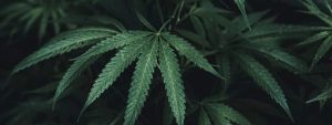 can weed make you puke weed