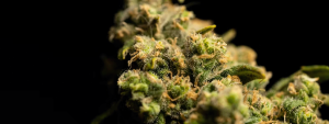 what weed does to your brain cannabinoid