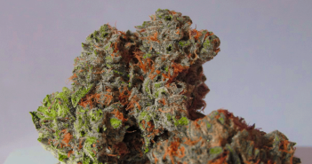 cannabis tutorials indica vs sativa