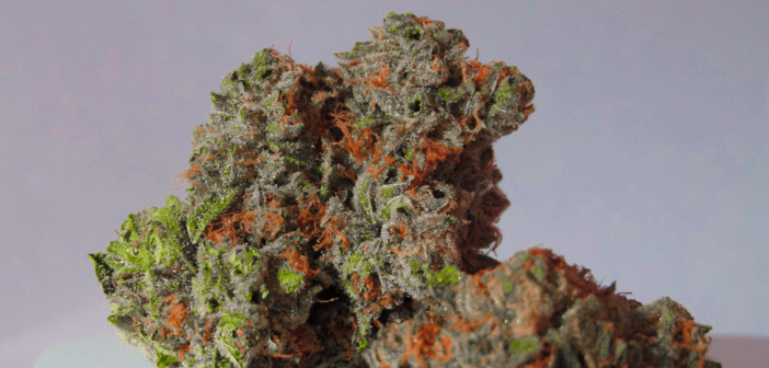 cannabis tutorials indica vs sativa