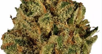 grease monkey strain