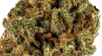 lemon haze strain